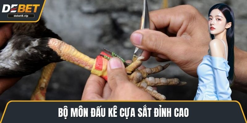 Bộ môn đấu kê cựa sắt đỉnh cao