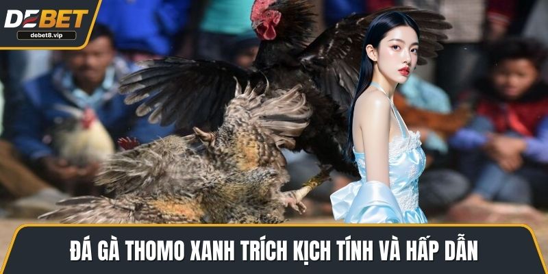 Đá gà thomo xanh trích kịch tính và hấp dẫn